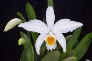 Cattleya jongheana fma. alba Florence AM/AOS 82 pts.